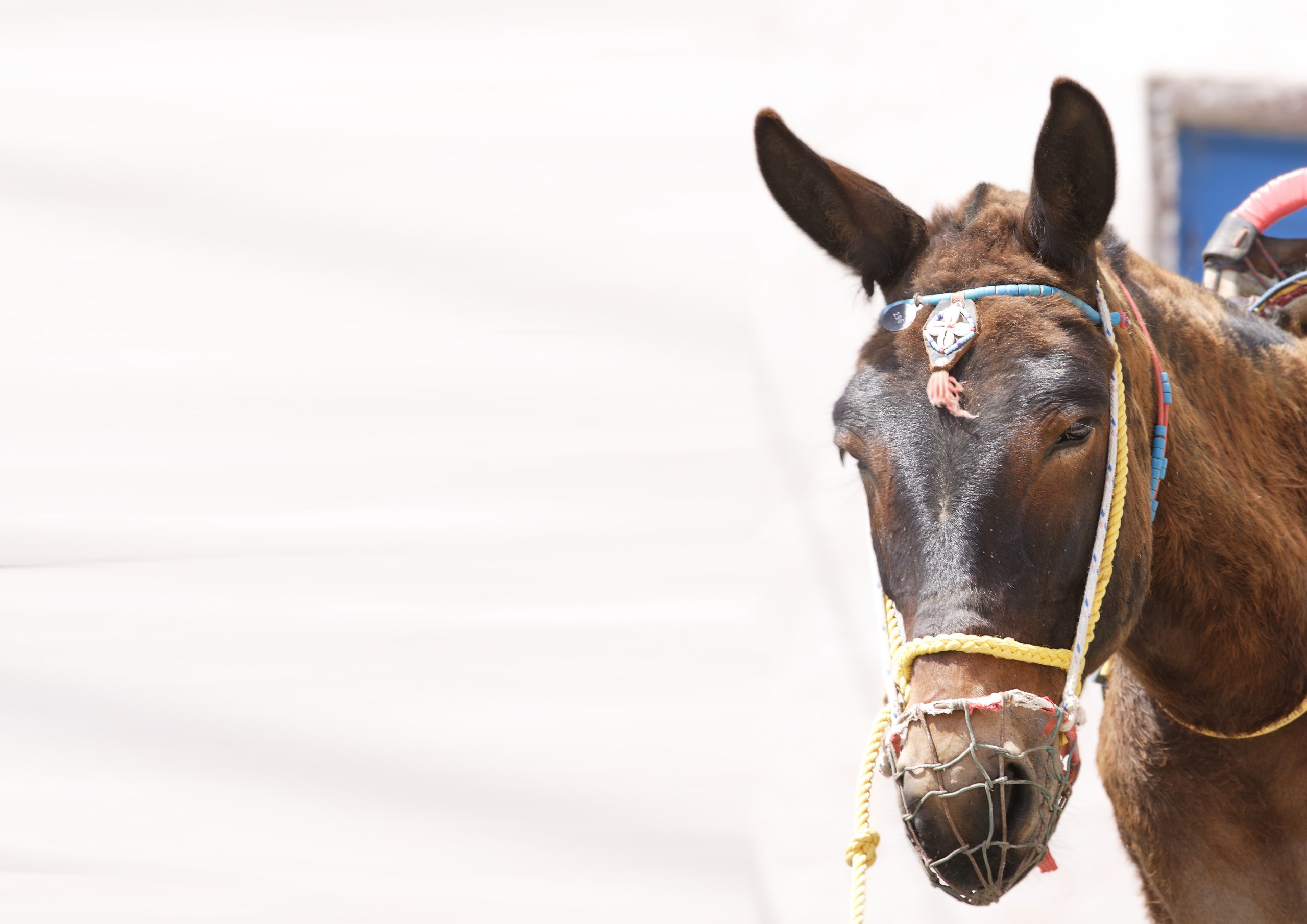 Belmont Stakes travel package
